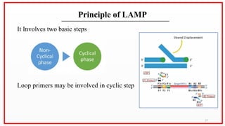 Loop Mediated Isothermal Amplification (LAMP).pptx
