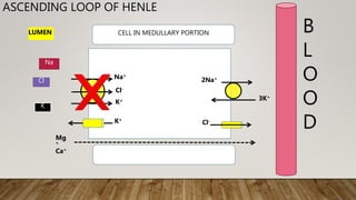 Loop diuretics | PPT