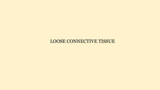 LOOSE CONNECTIVE TISSUE
 