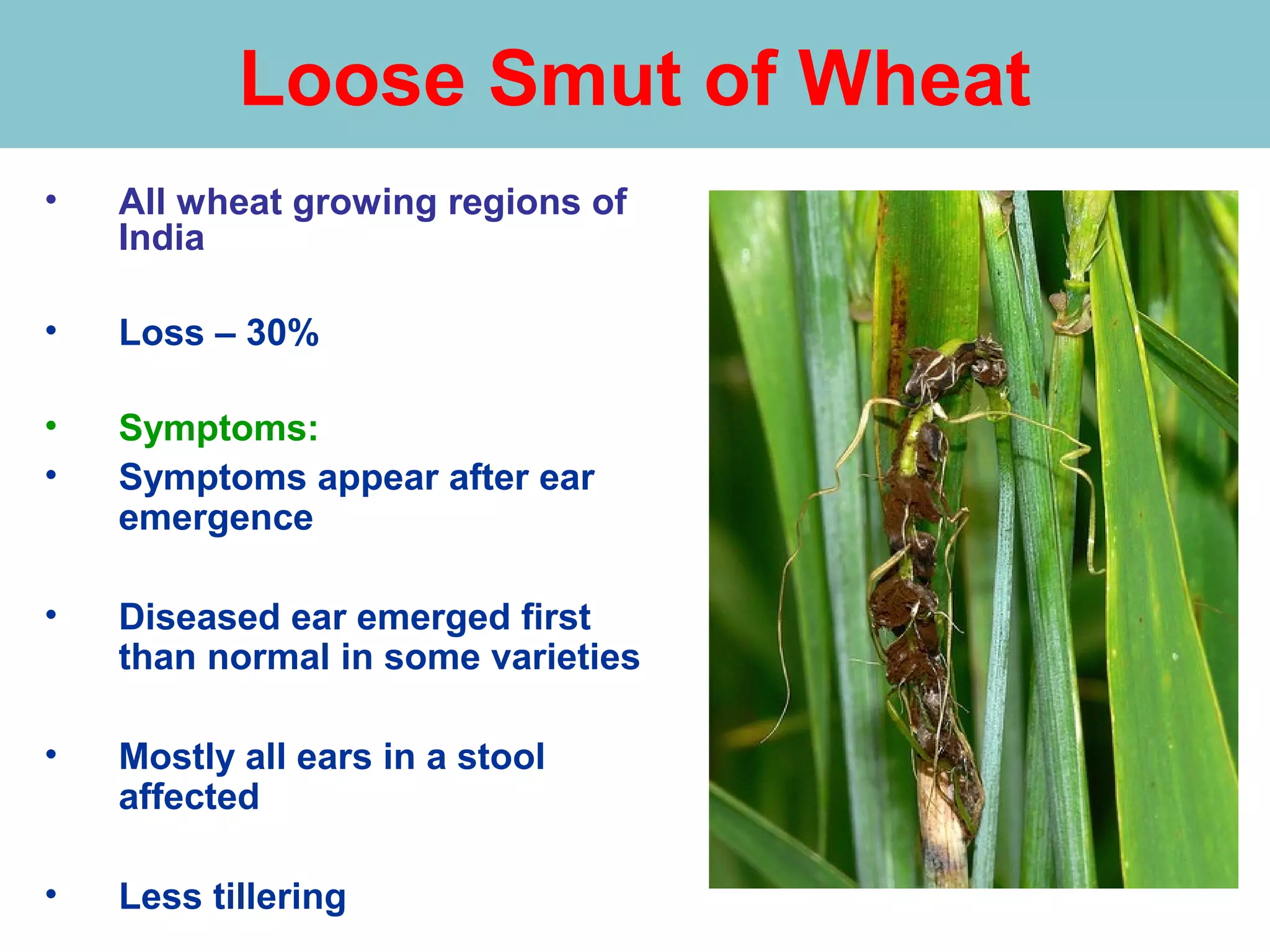 Loose Smut of Wheat
• All wheat growing regions of
India
• Loss – 30%
• Symptoms:
• Symptoms appear after ear
emergence
• Diseased ear emerged first
than normal in some varieties
• Mostly all ears in a stool
affected
• Less tillering
