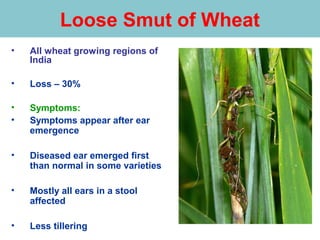 Loose smut of wheat | PPT
