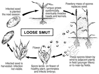 Loose smut of wheat | PPT