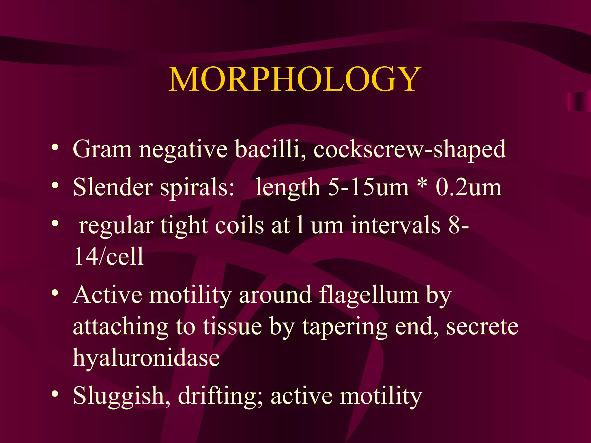MORPHOLOGY
• Gram negative bacilli, cockscrew-shaped
• Slender spirals: length 5-15um * 0.2um
• regular tight coils at l um intervals 8-
14/cell
• Active motility around flagellum by
attaching to tissue by tapering end, secrete
hyaluronidase
• Sluggish, drifting; active motility
 