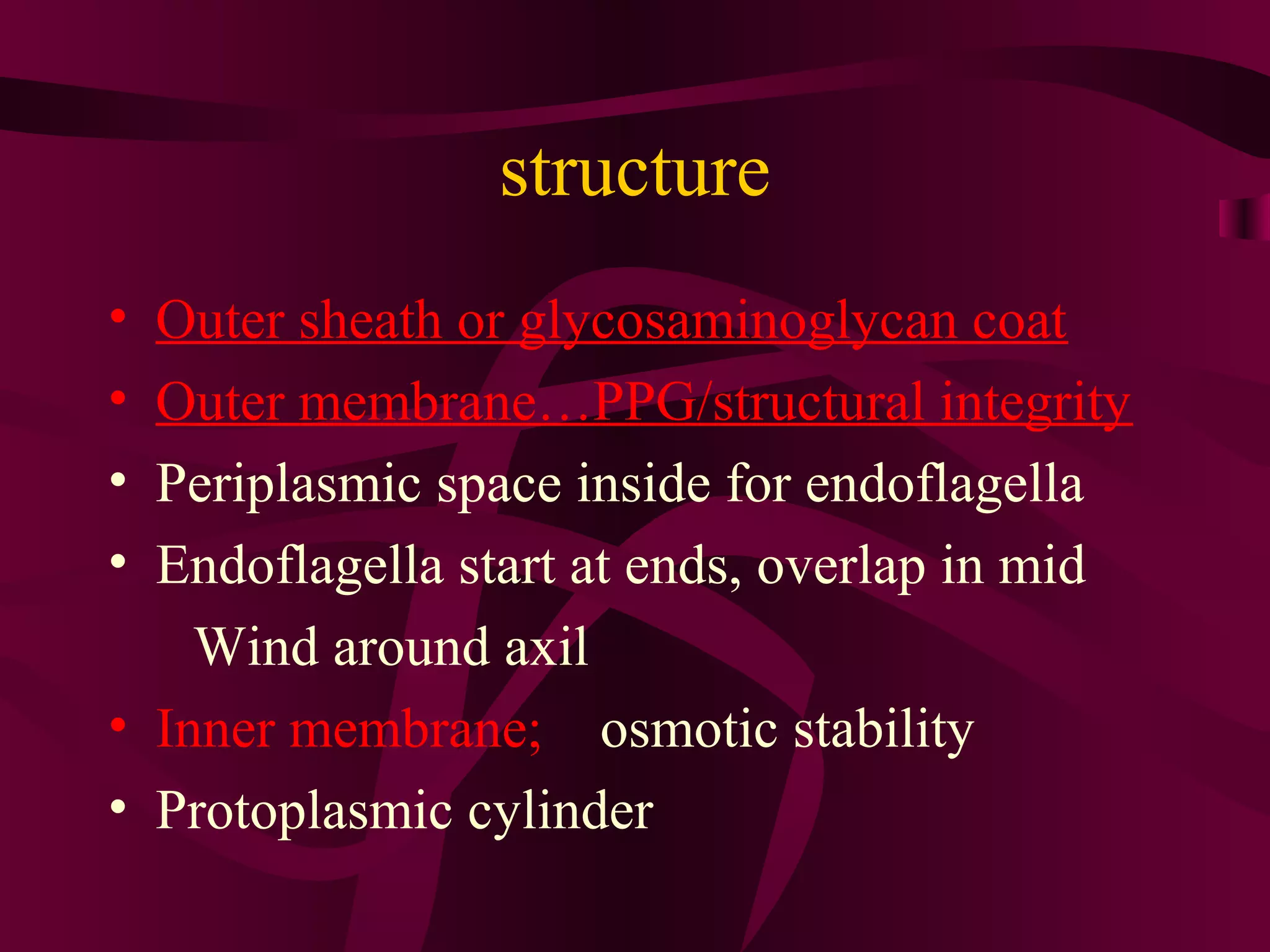 structure
• Outer sheath or glycosaminoglycan coat
• Outer membrane…PPG/structural integrity
• Periplasmic space inside for endoflagella
• Endoflagella start at ends, overlap in mid
Wind around axil
• Inner membrane; osmotic stability
• Protoplasmic cylinder
 