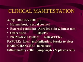 CLINICAL MANIFESTATION
ACQUIRED SYPHILIS
• Human host, sexual contact
• External genitalia: Abraded skin & intact mm
• Other sites: 10-20%
• PRIMARY LESION: 2-10 WEEKS
PAPULE: Local multiplication, breaks to ulcer
HARD CHANCRE: hard base
Inflammatory cells: lymphocytes & plasma cells
 