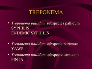 TREPONEMA
• Treponema pallidum subspecies pallidum
SYPHILIS
ENDEMIC SYPHILIS
• Treponema pallidum subspecie pertenue
YAWS
• Treponema pallidum subspecie carateum
PINTA
 