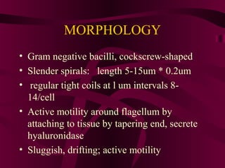 MORPHOLOGY
• Gram negative bacilli, cockscrew-shaped
• Slender spirals: length 5-15um * 0.2um
• regular tight coils at l um intervals 8-
14/cell
• Active motility around flagellum by
attaching to tissue by tapering end, secrete
hyaluronidase
• Sluggish, drifting; active motility
 