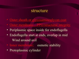 structure
• Outer sheath or glycosaminoglycan coat
• Outer membrane…PPG/structural integrity
• Periplasmic space inside for endoflagella
• Endoflagella start at ends, overlap in mid
Wind around axil
• Inner membrane; osmotic stability
• Protoplasmic cylinder
 