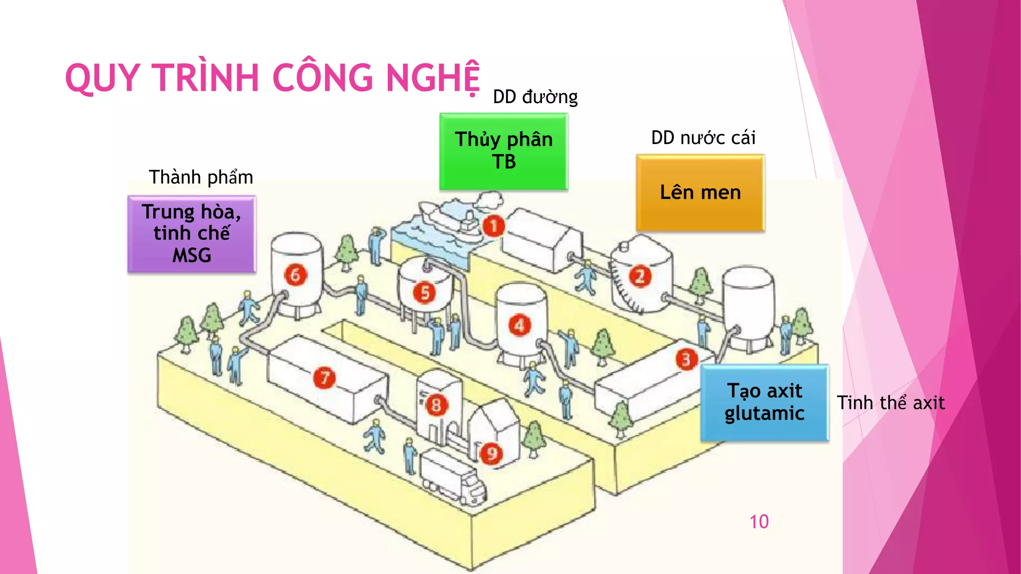 Qúa trình sản xuất bột ngọt AJINOMOTO | PPTX