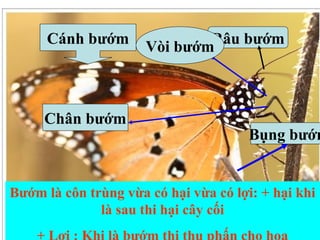 lop 5 tuoi kham pha cac loai con trung 56 tuoi.ppt