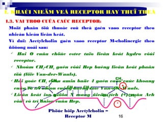 16
I. KHAÙI NIEÄM VEÀ RECEPTOR HAY THUÏ THEÅ
I.3. VAI TROØ CUÛA CAÙC RECEPTOR:
Moät phaân töû thuoác coù theå gaén vaøo receptor theo
nhieàu kieåu lieân keát.
Ví duï: Acetylcholin gaén vaøo receptor M-cholinergic theo
ñöôøng noái sau:
 Hai O cuûa chöùc ester taïo lieân keát hydro vôùi
receptor.
 Nhoùm CH2-CH2 gaén vôùi Rep baèng lieân keát phaân
töû (löïc Van-der-Waals).
 Hai goác CH3 cuûa amin baäc 4 gaén vaøo caùc khoang
cuûa vò trí anion cuõng baèng löïc Van-der-Waals.
 Lieân keát ion giöõa N mang ñieän tích (+) cuûa Ach
vôùi vò trí anion cuûa Rep.
CH3
H O C
H
O
N
CH3
CH3CH3
CH2 CH2
+
-
Phöùc hôïp Acetylcholin –
Receptor M
 