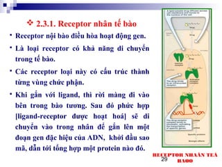 29
 Receptor nội bào điều hòa hoạt động gen.
 Là loại receptor có khả năng di chuyển
trong tế bào.
 Các receptor loại này có cấu trúc thành
từng vùng chức phận.
 Khi gắn với ligand, thì rời màng đi vào
bên trong bào tương. Sau đó phức hợp
[ligand-receptor được hoạt hoá] sẽ di
chuyển vào trong nhân để gắn lên một
đoạn gen đặc hiệu của ADN, khởi đầu sao
mã, dẫn tới tổng hợp một protein nào đó.
 2.3.1. Receptor nhân tế bào
RECEPTOR NHAÂN TEÁ
BAØO
 