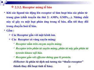 31
 Khi các ligand tác động lên receptor sẽ làm hoạt hóa các phân tử
trung gian (chất truyền tin thứ 2: AMPc, GMPc,...). Những chất
này sẽ gây ra một loạt phản ứng trong tế bào, dẫn tới thay đổi
trong chuyển hoá tế bào.
 Gồm :
 Các Receptor gắn với một kênh ion.
 Các Receptor có vùng xuyên màng:
 Receptor nằm trên enzym xuyên màng.
 Receptor trên phân tử xuyên màng, phân tử này gắn phân tử
tyrosin kinase nội bào.
 Receptor gắn với effector thông qua G protein.
(Effector: là phân tử dịch mã tương tác “thuốc-receptor”
thành thay đổi hoạt tính tế bào).
 2.3.2. Receptor màng tế bào
 