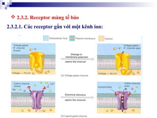 35
2.3.2.1. Các receptor gắn với một kênh ion:
 2.3.2. Receptor màng tế bào
 