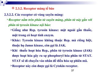 37
2.3.2.2. Các receptor có vùng xuyên màng:
Receptor nằm trên phân tử xuyên màng, phân tử này gắn với
phân tử tyrosin kinase nội bào:
Giống như Rep. tyrosin kinase: mặt ngoài gắn thuốc,
mặt trong có hoạt tính enzym.
Khác: Tyrosin kinase không thuộc Rep. mà riêng biệt,
thuộc họ Janus kinase, còn gọi là JAK.
Khi thuốc hoạt hóa Rep., phân tử tyrosin kinase (JAK)
được hoạt hóa gây ra sự phosphoryl hóa phân tử STAT.
STAT sẽ di chuyển vào nhân để điều hòa sự phiên mã.
Receptor này còn được gọi là Cytokin receptor.
 2.3.2. Receptor màng tế bào
 