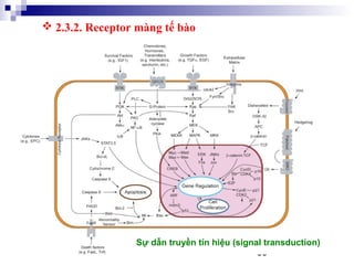38
Sự dẫn truyền tín hiệu (signal transduction)
 2.3.2. Receptor màng tế bào
 