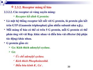 39
2.3.2.2. Các receptor có vùng xuyên màng:
 Receptor kết dính G protein:
 Là một hệ thống receptor kết nối với G protein, là protein gắn kết
trên GTP (Guanosin triphosphat) gồm nhiều subunit như α,β,γ.
 Mỗi màng tế bào có thể có trên 5 G protein, mỗi G protein có thể
phản ứng với vài Rep. khác nhau và điều hòa vài effector (bộ phận
tác động) khác nhau.
 G protein gồm có:
 Gs: Kích thích adenylyl cyclase.
 Gt:
 Ức chế adenylyl cyclase.
 Kích thích Phosphoinositid.
 Điều hòa kênh K+
, Ca++
.
 2.3.2. Receptor màng tế bào
 
