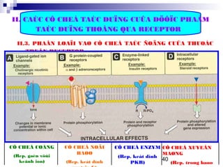 40
II. CAÙC CÔ CHEÁ TAÙC DUÏNG CUÛA DÖÔÏC PHAÅM
TAÙC DUÏNG THOÂNG QUA RECEPTOR
II.3. PHAÂN LOAÏI VAØ CÔ CHEÁ TAÙC ÑOÄNG CUÛA THUOÁC
TREÂN RECEPTOR
CÔ CHEÁ COÅNG
(Rep. gaén vôùi
keânh ion)
CÔ CHEÁ NOÄI
BAØO
(Rep. keát dính
CÔ CHEÁ ENZYM
(Rep. keát dính
PKR)
CÔ CHEÁ XUYEÂN
MAØNG
(Rep. trong baøo
 