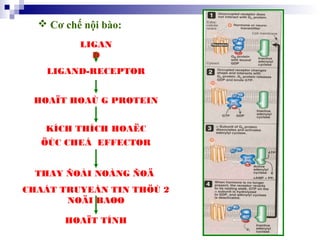 41
 Cơ chế nội bào:
LIGAN
D
LIGAND-RECEPTOR
HOAÏT HOAÙ G PROTEIN
HOAÏT TÍNH
THAY ÑOÅI NOÀNG ÑOÄ
CHAÁT TRUYEÀN TIN THÖÙ 2
NOÄI BAØO
KÍCH THÍCH HOAËC
ÖÙC CHEÁ EFFECTOR
 