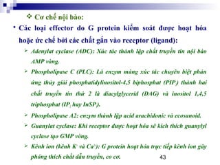 43
 Các loại effector do G protein kiểm soát được hoạt hóa
hoặc ức chế bởi các chất gắn vào receptor (ligand):
 Adenylat cyclase (ADC): Xúc tác thành lập chất truyền tin nội bào
AMP vòng.
 Phospholipase C (PLC): Là enzym màng xúc tác chuyên biệt phản
ứng thủy giải phosphatidylinositol-4,5 biphosphat (PIP2) thành hai
chất truyền tin thứ 2 là diacylglycerid (DAG) và inositol 1,4,5
triphosphat (IP3 hay InSP3).
 Phospholipase A2: enzym thành lập acid arachidonic và ecosanoid.
 Guanylat cyclase: Khi receptor được hoạt hóa sẽ kích thích guanylyl
cyclase tạo GMP vòng.
 Kênh ion (kênh K+
và Ca2+
): G protein hoạt hóa trực tiếp kênh ion gây
phóng thích chất dẫn truyền, co cơ.
 Cơ chế nội bào:
 