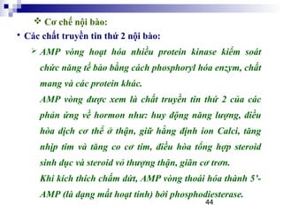 44
 Các chất truyền tin thứ 2 nội bào:
 AMP vòng hoạt hóa nhiều protein kinase kiểm soát
chức năng tế bào bằng cách phosphoryl hóa enzym, chất
mang và các protein khác.
AMP vòng được xem là chất truyền tin thứ 2 của các
phản ứng về hormon như: huy động năng lượng, điều
hòa dịch cơ thể ở thận, giữ hằng định ion Calci, tăng
nhịp tim và tăng co cơ tim, điều hòa tổng hợp steroid
sinh dục và steroid vỏ thượng thận, giãn cơ trơn.
Khi kích thích chấm dứt, AMP vòng thoái hóa thành 5’-
AMP (là dạng mất hoạt tính) bởi phosphodiesterase.
 Cơ chế nội bào:
 