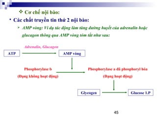 45
 Các chất truyền tin thứ 2 nội bào:
 AMP vòng: Ví dụ tác động làm tăng đường huyết của adrenalin hoặc
glucagon thông qua AMP vòng tóm tắt như sau:
 Cơ chế nội bào:
AMP vòngATP
Phosphorylase b
(Dạng không hoạt động)
Adrenalin, Glucagon
Phosphorylase a đã phosphoryl hóa
(Dạng hoạt động)
Glycogen Glucose 1.P
 