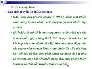46
 Các chất truyền tin thứ 2 nội bào:
 DAG hoạt hóa protein kinase C (PKC), kiểm soát nhiều
chức năng tế bào bằng cách phosphoryl hóa nhiều loại
protein.
 IP3(InSP3) là một chất tan trong nước và khuyếch tán vào
tế bào chất , gây phóng thích Ca++
từ bọc dự trữ. Ca++
sẽ
kết hợp với calmodulin (CaM) điều hòa hoạt động của
các enzym như protein kinase phụ thuộc Ca++
. Sự gia tăng
Ca++
nội bào đã làm khởi phát nhiều tác dụng sinh lý như
co cơ trơn, tăng bài tiết tuyến ngoại tiết, tăng phóng thích
hormon và chất dẫn truyền, tăng co cơ tim.
 Cơ chế nội bào:
 