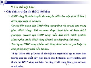 47
 Các chất truyền tin thứ 2 nội bào:
 GMP vòng là chất truyền tin chuyên biệt cho một số ít tế bào ở
niêm mạc ruột và cơ trơn.
Cơ chế liên quan đến GMP vòng tương ứng với cơ chế qua trung
gian AMP vòng: Khi receptor được hoạt hóa sẽ kích thích
guanylyl cyclase tạo GMP vòng, dẫn đến kích thích protein
kinase phụ thuộc GMP vòng để sinh các đáp ứng sinh học.
Tác dụng GMP vòng chấm dứt bằng thoái hóa enzym hoặc sự
khử phosphoryl chất nền kinase.
Ví dụ: Nitro oxid (NO) do tế bào nội mô mạch máu tạo ra dưới ảnh
hưởng của các chất gây giãn mạch như histamin, acetylcholin, kích
thích tạo GMP vòng nội bào. Sự tăng GMP vòng làm giãn cơ trơn
mạch máu.
 Cơ chế nội bào:
 