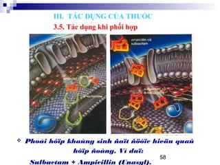 58
 Phoái hôïp khaùng sinh ñaït ñöôïc hieäu quaû
hôïp ñoàng. Ví duï:
Sulbactam + Ampicillin (Unasyl).
III. TÁC DỤNG CỦA THUỐC
3.5. Tác dụng khi phối hợp
 