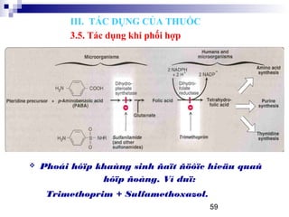 59
 Phoái hôïp khaùng sinh ñaït ñöôïc hieäu quaû
hôïp ñoàng. Ví duï:
Trimethoprim + Sulfamethoxazol.
III. TÁC DỤNG CỦA THUỐC
3.5. Tác dụng khi phối hợp
 