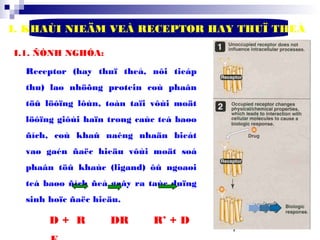 7
I. KHAÙI NIEÄM VEÀ RECEPTOR HAY THUÏ THEÅ
I.1. ÑÒNH NGHÓA:
Receptor (hay thuï theå, nôi tieáp
thu) laø nhöõng protein coù phaân
töû löôïng lôùn, toàn taïi vôùi moät
löôïng giôùi haïn trong caùc teá baøo
ñích, coù khaû naêng nhaän bieát
vaø gaén ñaëc hieäu vôùi moät soá
phaân töû khaùc (ligand) ôû ngoaøi
teá baøo ñích ñeå gaây ra taùc duïng
sinh hoïc ñaëc hieäu.
D + R DR R’ + D
 