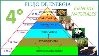 CIENCIAS
NATURALES
FLUJO DE ENERGÍA
 