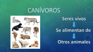 CANÍVOROS