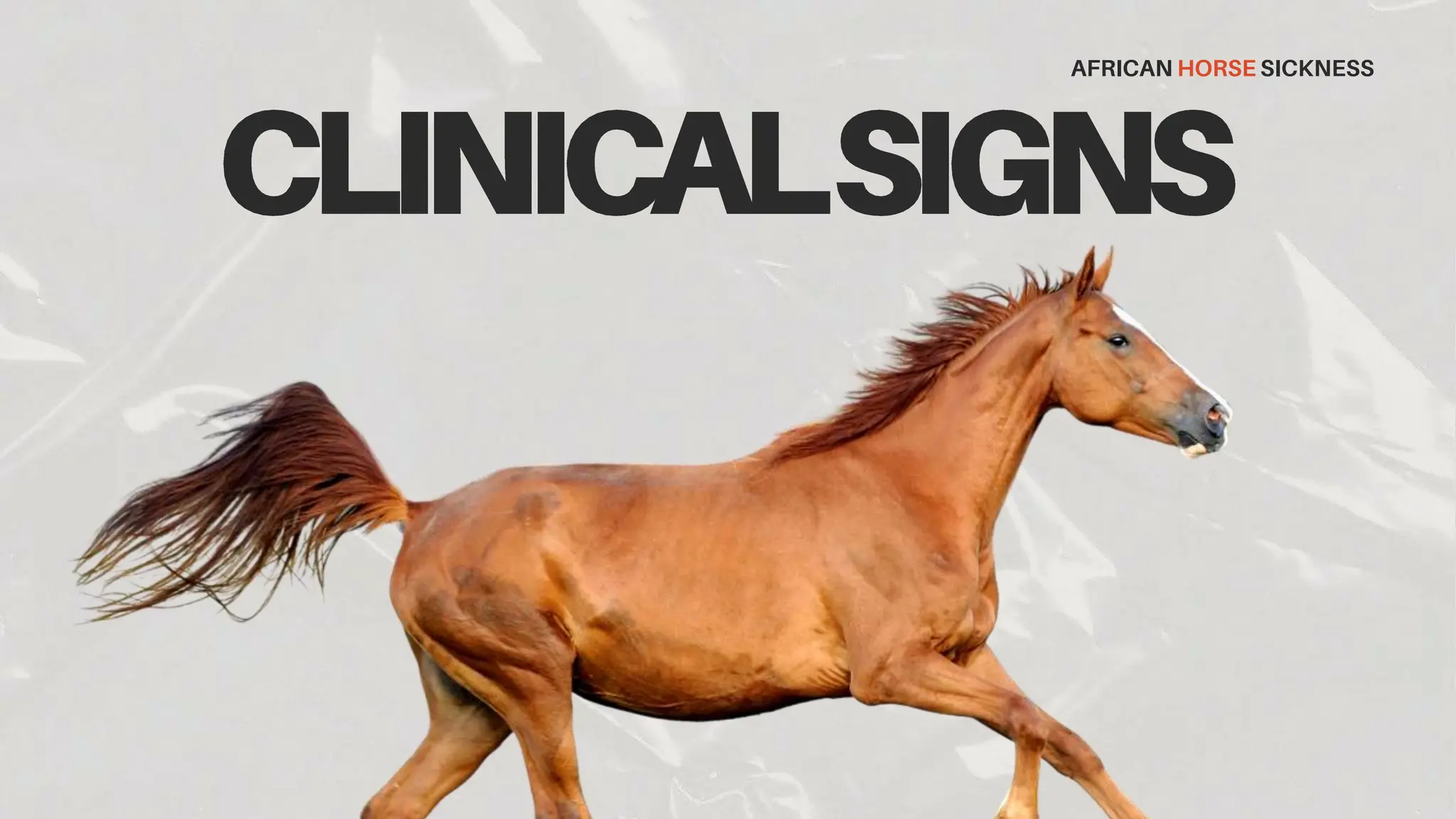 african-horse-sickness-for-equine-medicine-pptx