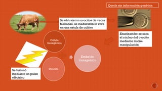 Se obtuvieron ovocitos de vacas 
faenadas, se maduraron in vitro 
en una estufa de cultivo 
Queda sin información genética 
Enucleación: se saca 
el núcleo del ovocito 
mediante micro-manipulación 
Se fusionó 
mediante un pulso 
eléctrico 
 