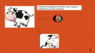El embrión transgénico se cultiva 7 días, luego es 
transferido a una vaca receptora 
 
