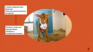 9 meses después nace 
Rosita Isa 
Porta dos genes humanos 
de interés 
Produce, leche con 
dos proteínas 
Lisozima y 
Lactoferrina humana 
 
