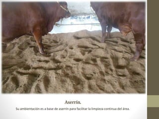 Aserrín.
Su ambientación es a base de aserrín para facilitar la limpieza continua del área.
 