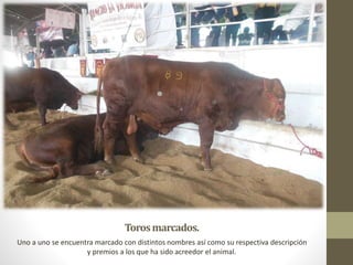 Torosmarcados.
Uno a uno se encuentra marcado con distintos nombres así como su respectiva descripción
y premios a los que ha sido acreedor el animal.
 