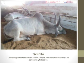 ToroCebu
Ubicados igualmente en el óvalo central, también amarrados muy próximos a sus
comederos y bebederos.
 
