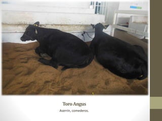 ToroAngus
Aserrín, comederos.
 