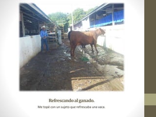 Refrescandoalganado.
Me topé con un sujeto que refrescaba una vaca.
 