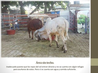 Áreasintecho.
Inadecuado puesto que los rayos del sol entran directo y no se cuenta con algún refugio
para ocultarse de estos. Pero sí se cuenta con agua y comida suficiente.
 