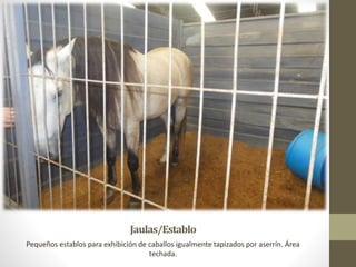 Jaulas/Establo
Pequeños establos para exhibición de caballos igualmente tapizados por aserrín. Área
techada.
 