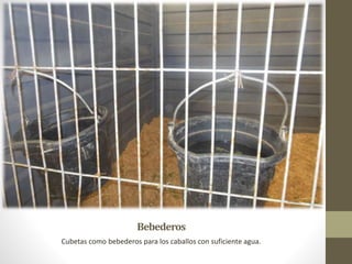 Bebederos
Cubetas como bebederos para los caballos con suficiente agua.
 