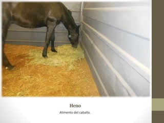 Heno
Alimento del caballo.
 