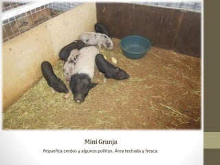 MiniGranja
Pequeños cerdos y algunos pollitos. Área techada y fresca.
 