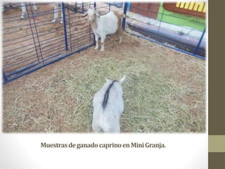 MuestrasdeganadocaprinoenMiniGranja.
 