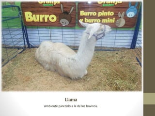 Llama
Ambiente parecido a la de los bovinos.
 
