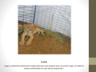 León
Lugar y ambiente totalmente inadecuado para esta especie que, en primer lugar, no debería
estarse exhibiendo en este tipo de exposición.
 